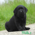 Chiot Labrador Lof