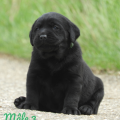 Chiot Labrador Lof