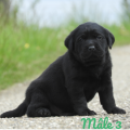 Chiot Labrador Lof