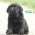 Chiot Labrador Lof