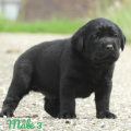 Chiot Labrador Lof