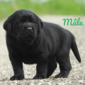 Chiot Labrador Lof