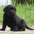 Chiot Labrador Lof