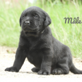 Chiot Labrador Lof