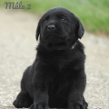 Chiot Labrador Lof