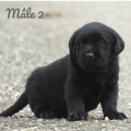 Chiot Labrador Lof