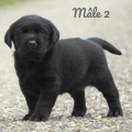 Chiot Labrador Lof