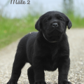 Chiot Labrador Lof