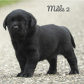 Chiot Labrador Lof