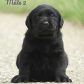 Chiot Labrador Lof