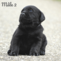 Chiot Labrador Lof