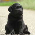 Chiot Labrador Lof