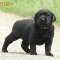 Chiot Labrador Lof