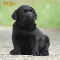 Chiot Labrador Lof