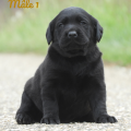 Chiot Labrador Lof