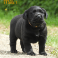 Chiot Labrador Lof