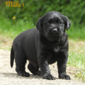 Chiot Labrador Lof