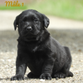 Chiot Labrador Lof