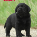 Chiot Labrador Lof