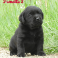 Chiot Labrador Lof