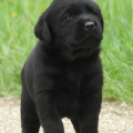 Chiot Labrador Lof