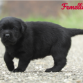 Chiot Labrador Lof