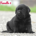 Chiot Labrador Lof