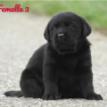 Chiot Labrador Lof
