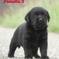 Chiot Labrador Lof
