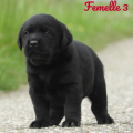 Chiot Labrador Lof