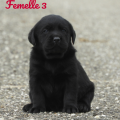 Chiot Labrador Lof