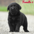 Chiot Labrador Lof