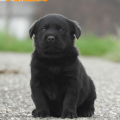Chiot Labrador Lof