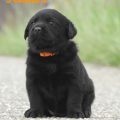 Chiot Labrador Lof