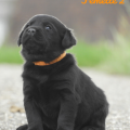 Chiot Labrador Lof