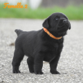 Chiot Labrador Lof