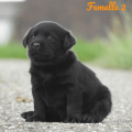 Chiot Labrador Lof