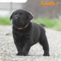 Chiot Labrador Lof