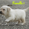 Chiot Labrador Lof