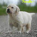 Chiot Labrador Lof