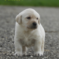 Chiot Labrador Lof