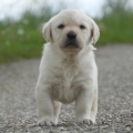 Chiot Labrador Lof