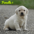 Chiot Labrador Lof