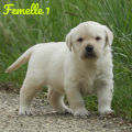 Chiot Labrador Lof