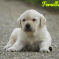 Chiot Labrador Lof
