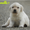 Chiot Labrador Lof
