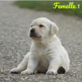 Chiot Labrador Lof