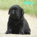 Chiot Labrador Lof