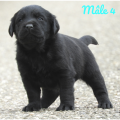 Chiot Labrador Lof