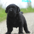 Chiot Labrador Lof